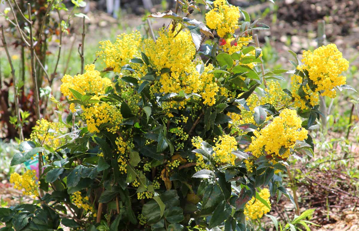 Магония Падуболистная (P9, 2025)