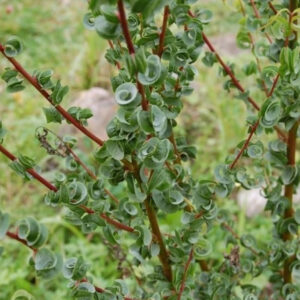 Ива Криспа (P9, 2025)