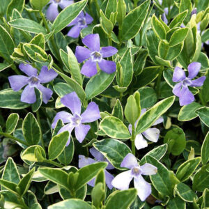 Барвинок малый Аргентеовариегата (C2, 2025)