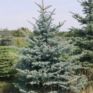 Ель колючая Глаука (P9, 2025)