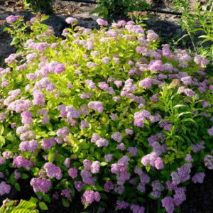 Спирея Литтл Принцесс (P9, 2025)