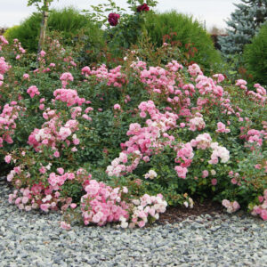 Роза почвопокровная Фейри (розовая) (P9, 2025)