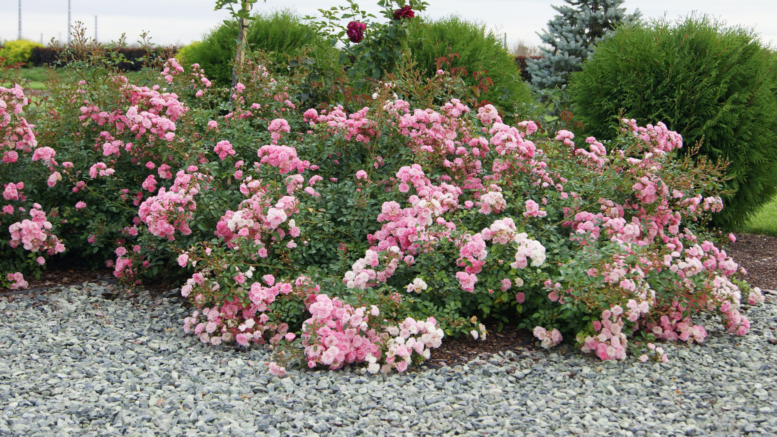 Роза почвопокровная Фейри (розовая) (P9, 2025)