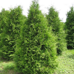 Туя Брабант (P9, 2025)