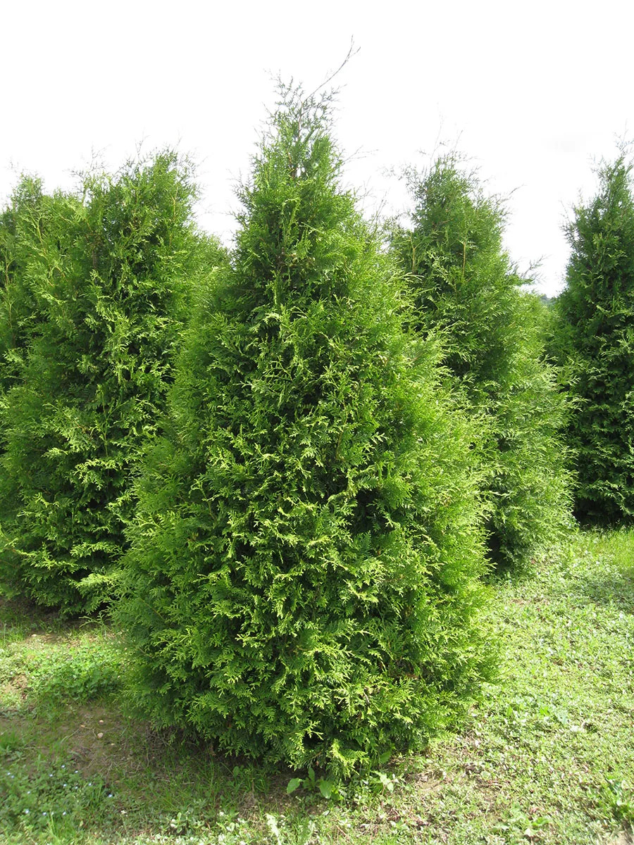 Туя Брабант (P9, 2025)