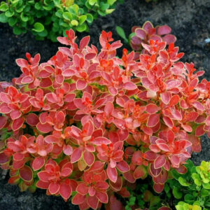 Барбарис Корал (P9, 2025)