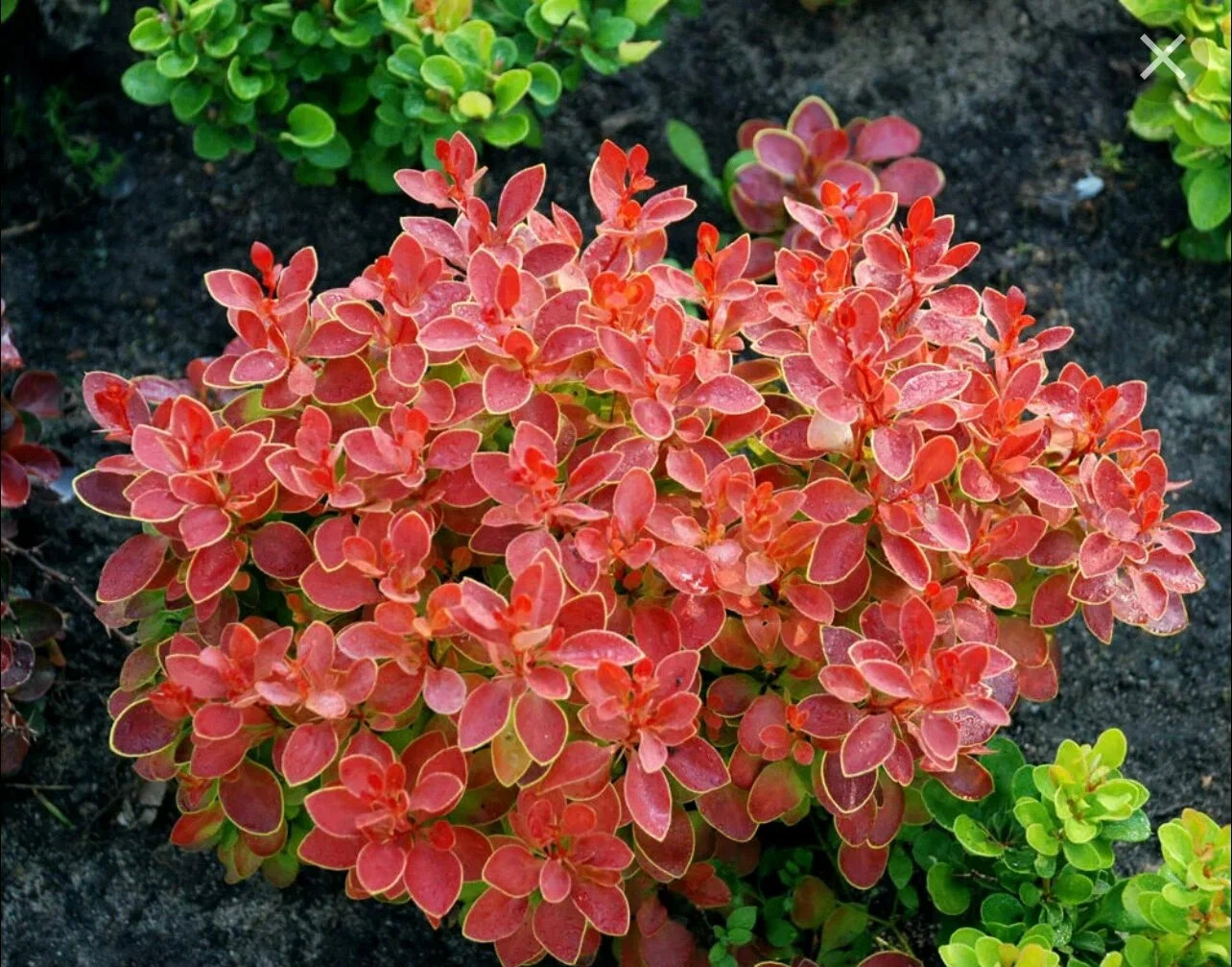 Барбарис Корал (P9, 2025)