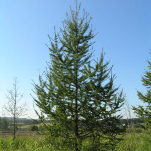 Лиственница Сибирская (P9, 2025)