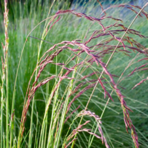 Овсяница Аметистовая (P9, 2025)