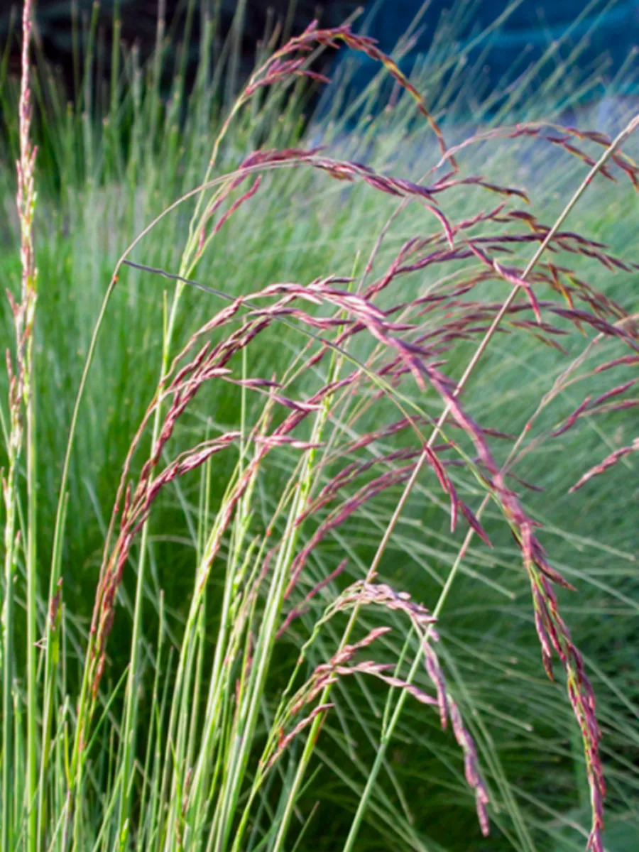 Овсяница Аметистовая (P9, 2025)