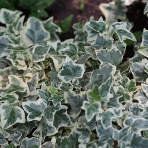 Плющ Вариегата (C2, 2025)