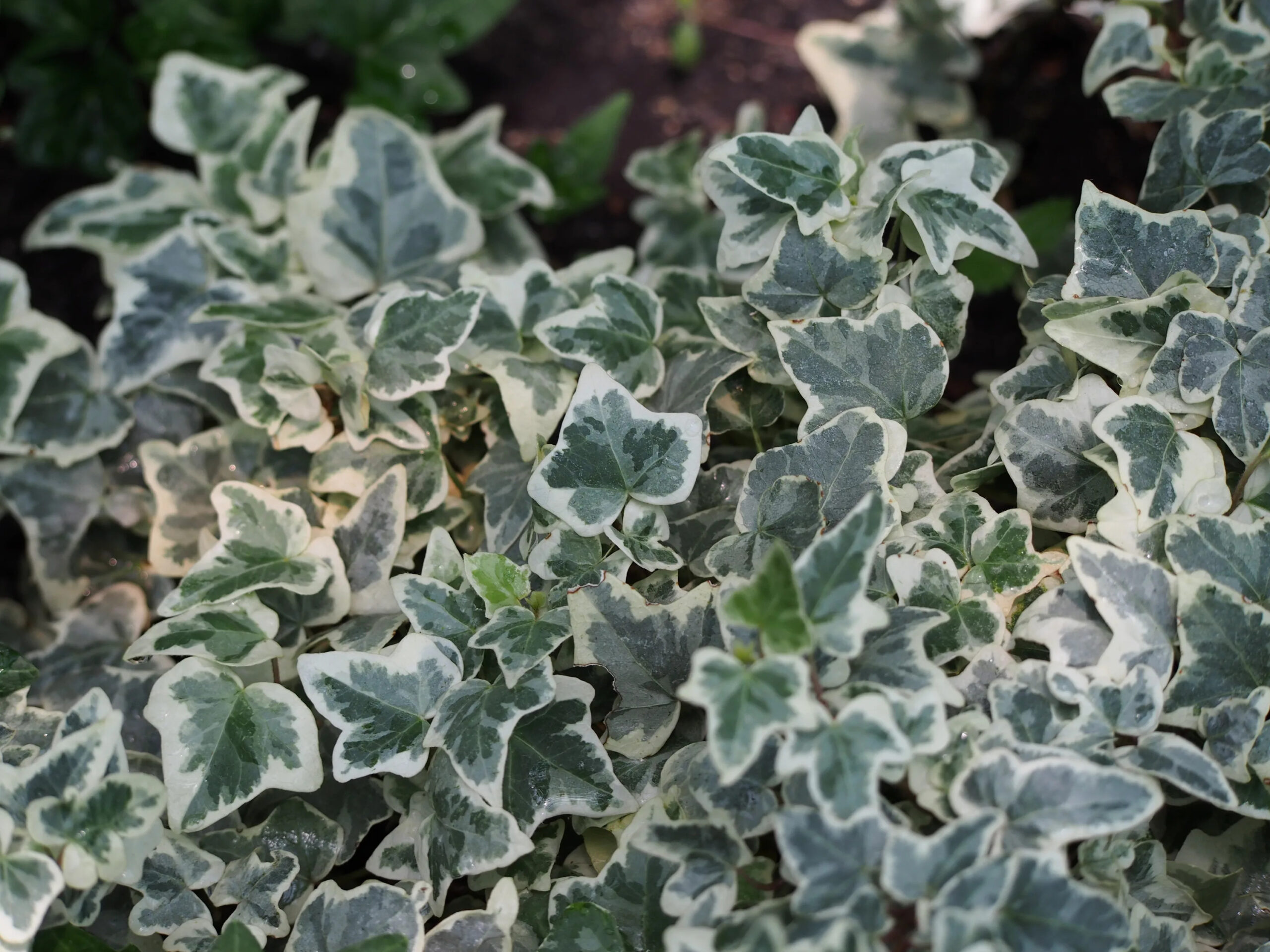 Плющ Вариегата (C2, 2025)