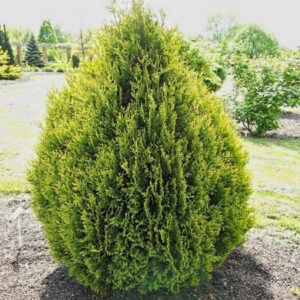 Туя Корник (C2, 2025)