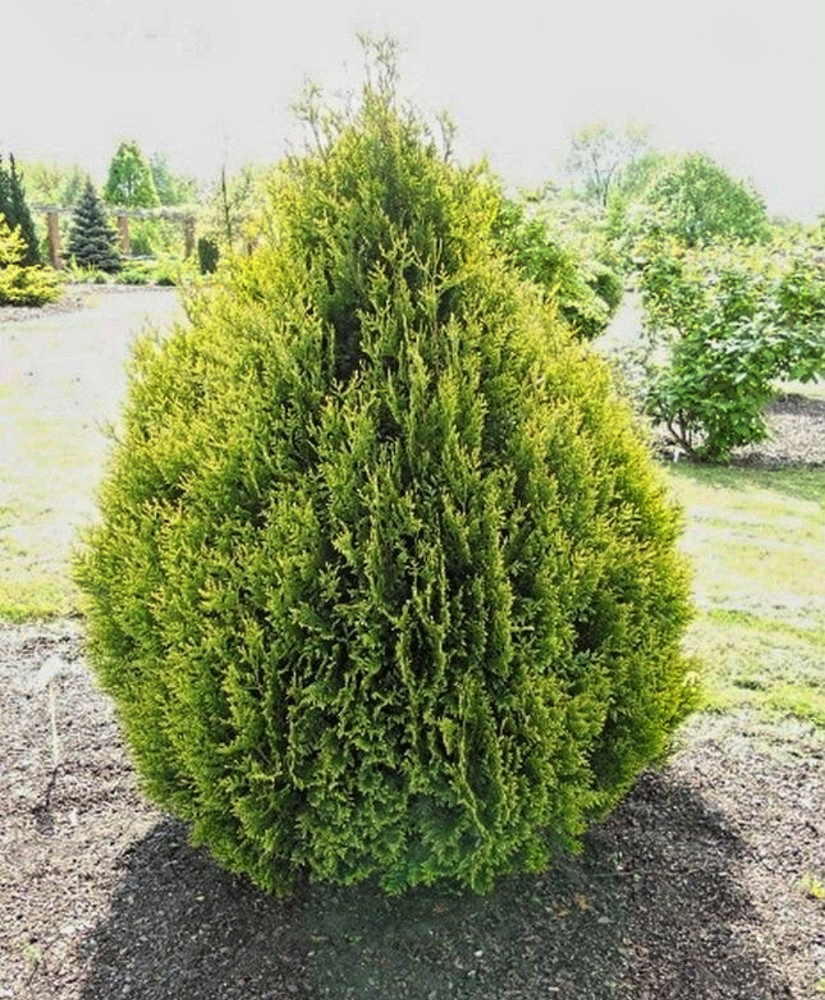 Туя Корник (C2, 2025)