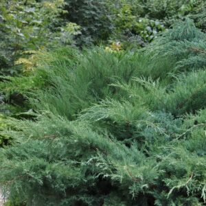 Можжевельник Казацкий (C2, 2025)