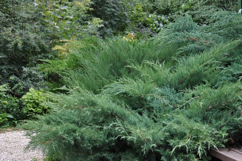 Можжевельник Казацкий (C2, 2025)