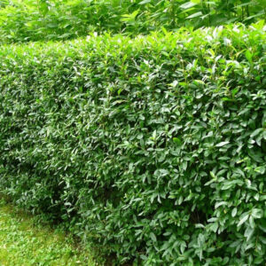 Бирючина (P9, 2025)