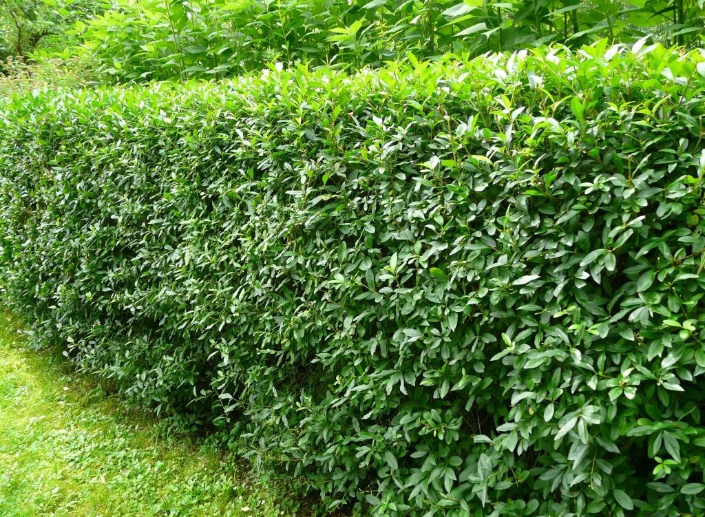 Бирючина (P9, 2025)