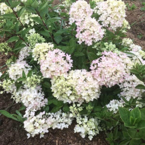 Гортензия метельчатая Bombshell (P9, 2025)