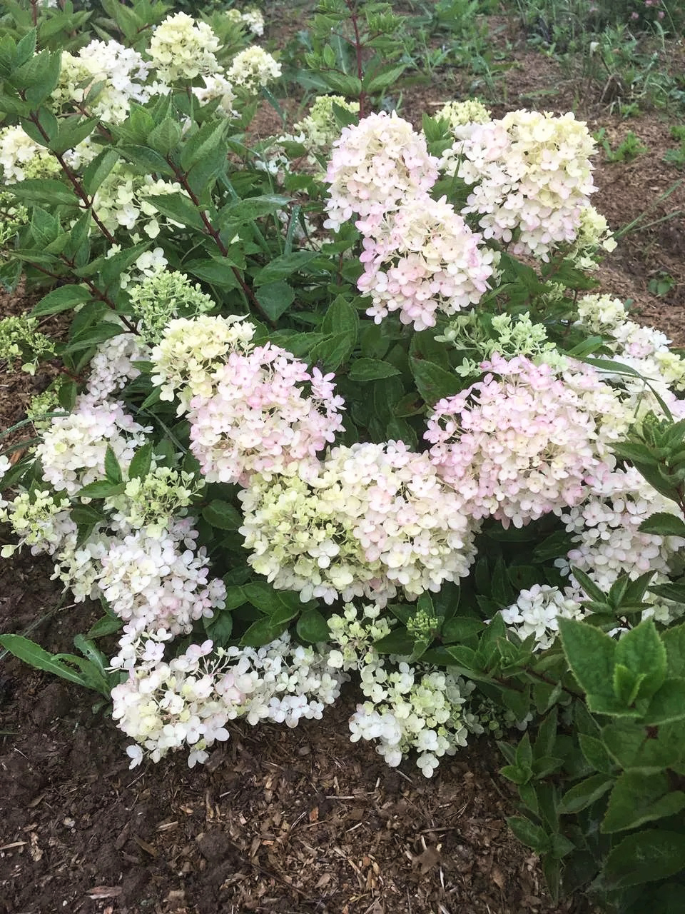 Гортензия метельчатая Bombshell (P9, 2025)