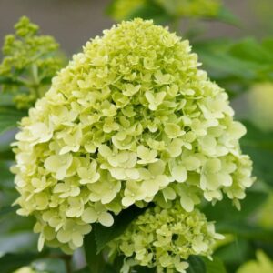 Гортензия метельчатая Limelight (P9, 2025)