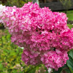 Гортензия метельчатая Mega Mindy (C2, 2025)