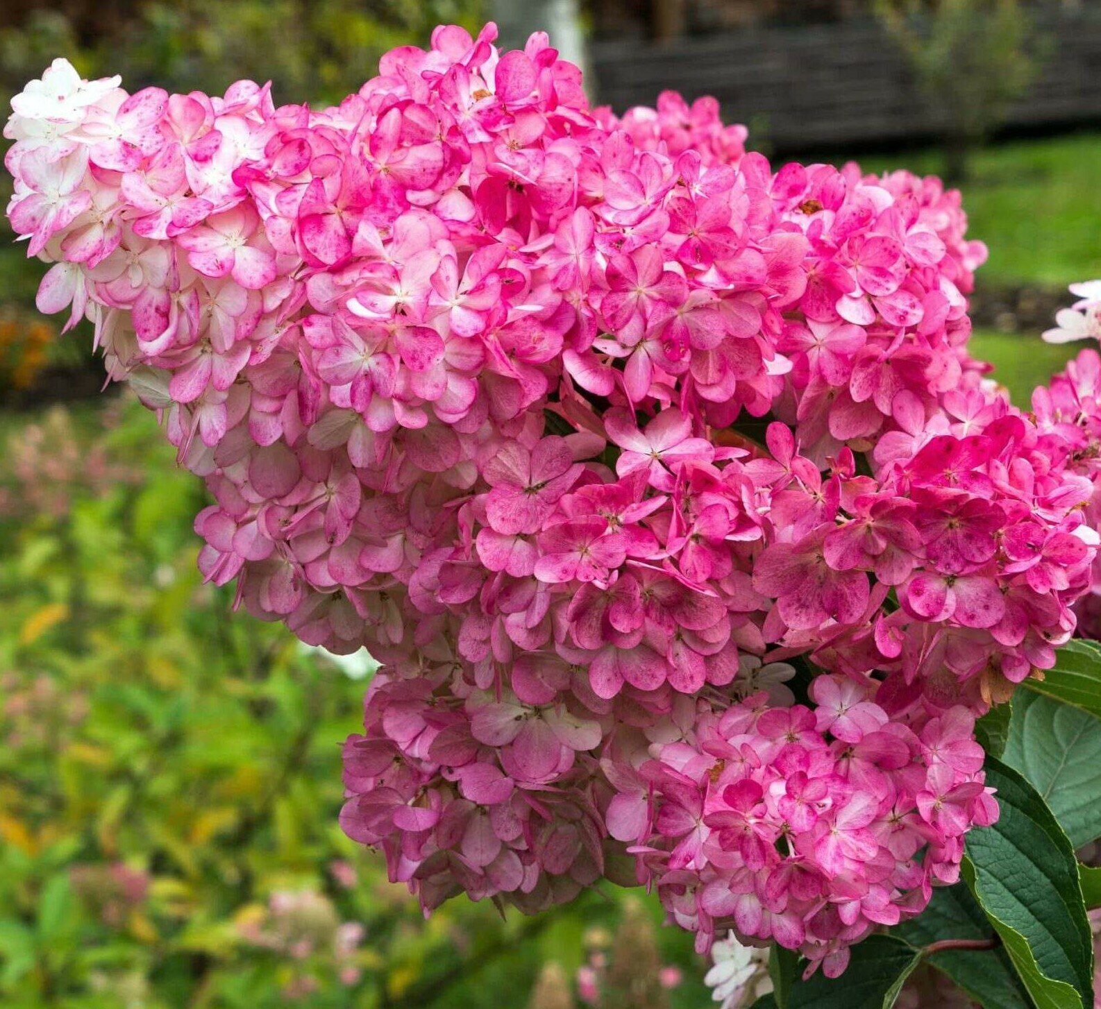 Гортензия метельчатая Mega Mindy (C2, 2025)