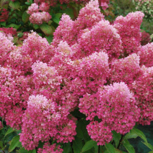 Гортензия метельчатая Petite Flori (P9, 2025)