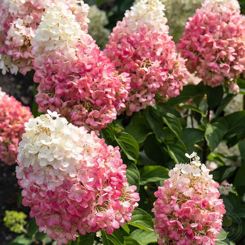 Гортензия метельчатая Pinky Promise (P9, 2025)
