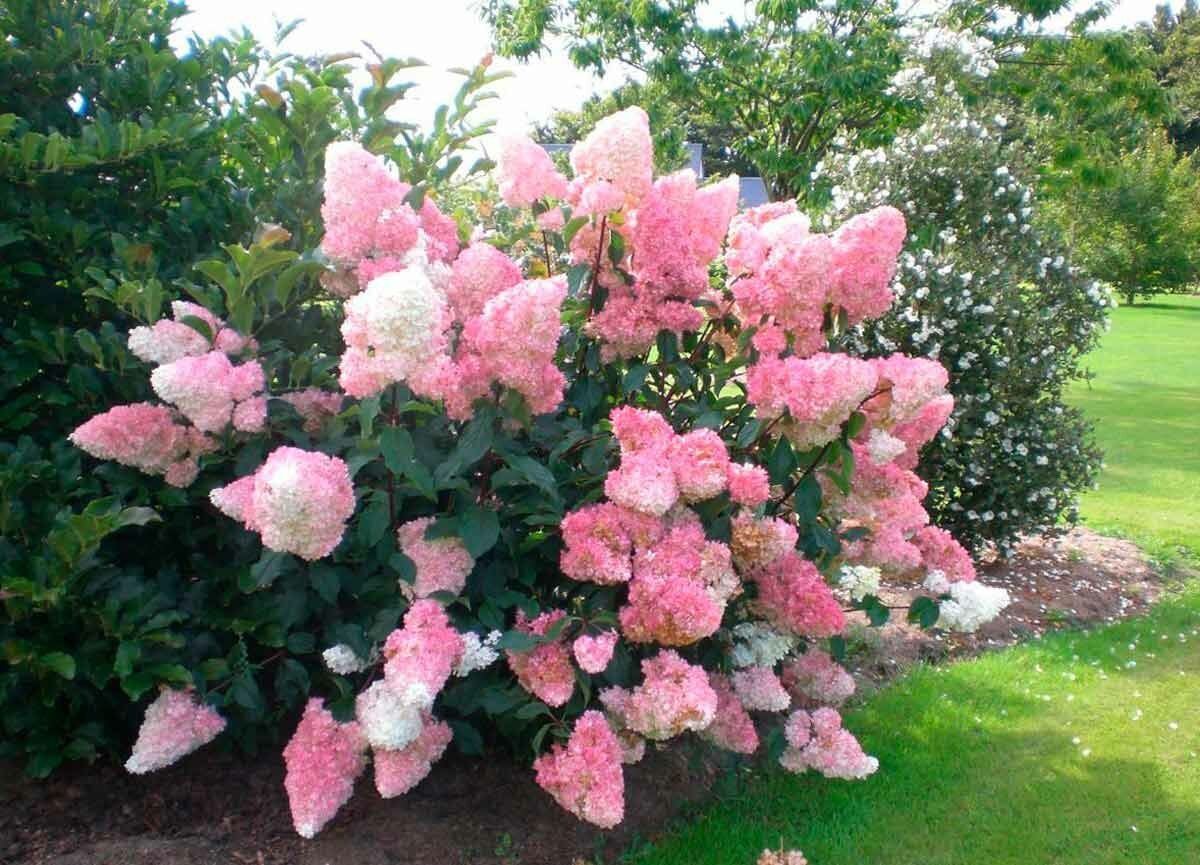 Гортензия метельчатая Vanille Fraise (P9, 2025)