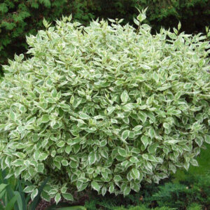 Дерен (Кизил) Сибирика Вариегата (C1, 2025)