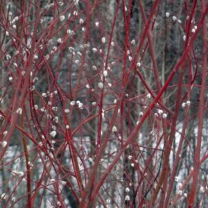 Ива Краснотал (C2, 2025)