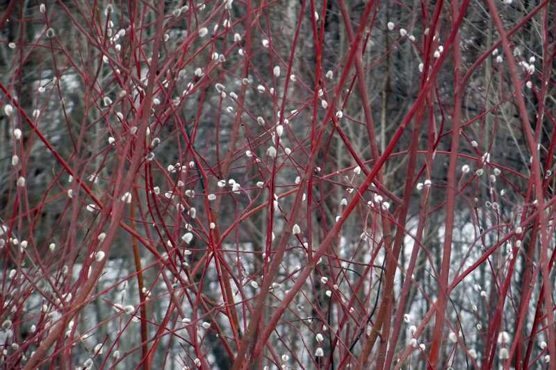 Ива Краснотал (C2, 2025)