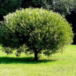 Ива Булата шаровидная (P9, 2025)