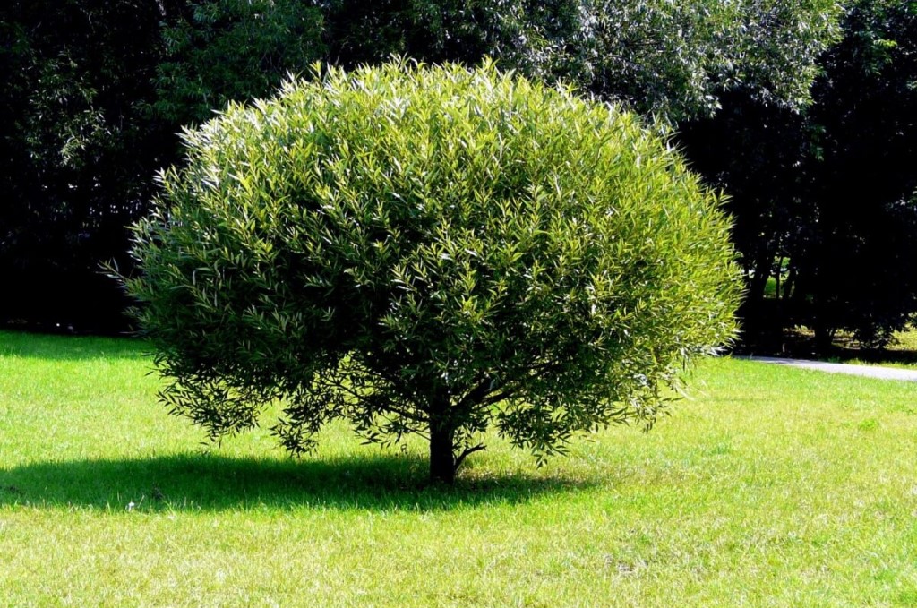 Ива Булата шаровидная (P9, 2025)