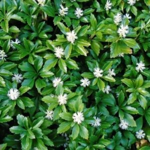 Пахизандра (P9, 2025)