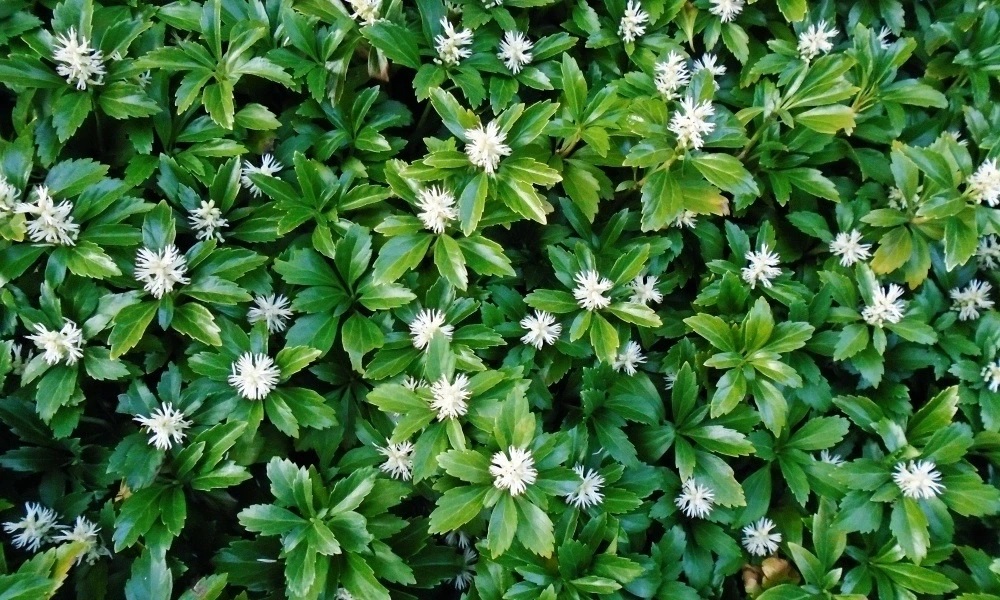 Пахизандра (P9, 2025)