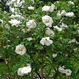 Роза парковая Белая (C2, 2025)