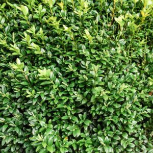 Самшит (C2, 2025)