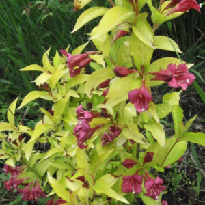 Вейгела Олимпик (C2, 2025)