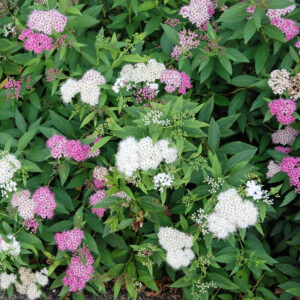 Спирея Генпей (P9, 2025)