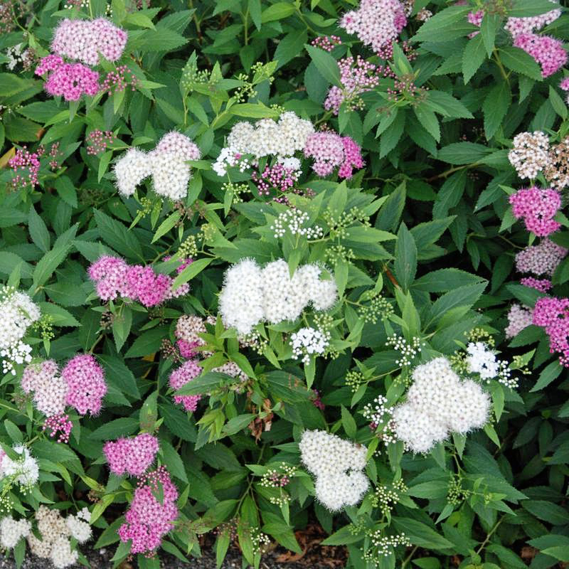 Спирея Генпей (P9, 2025)