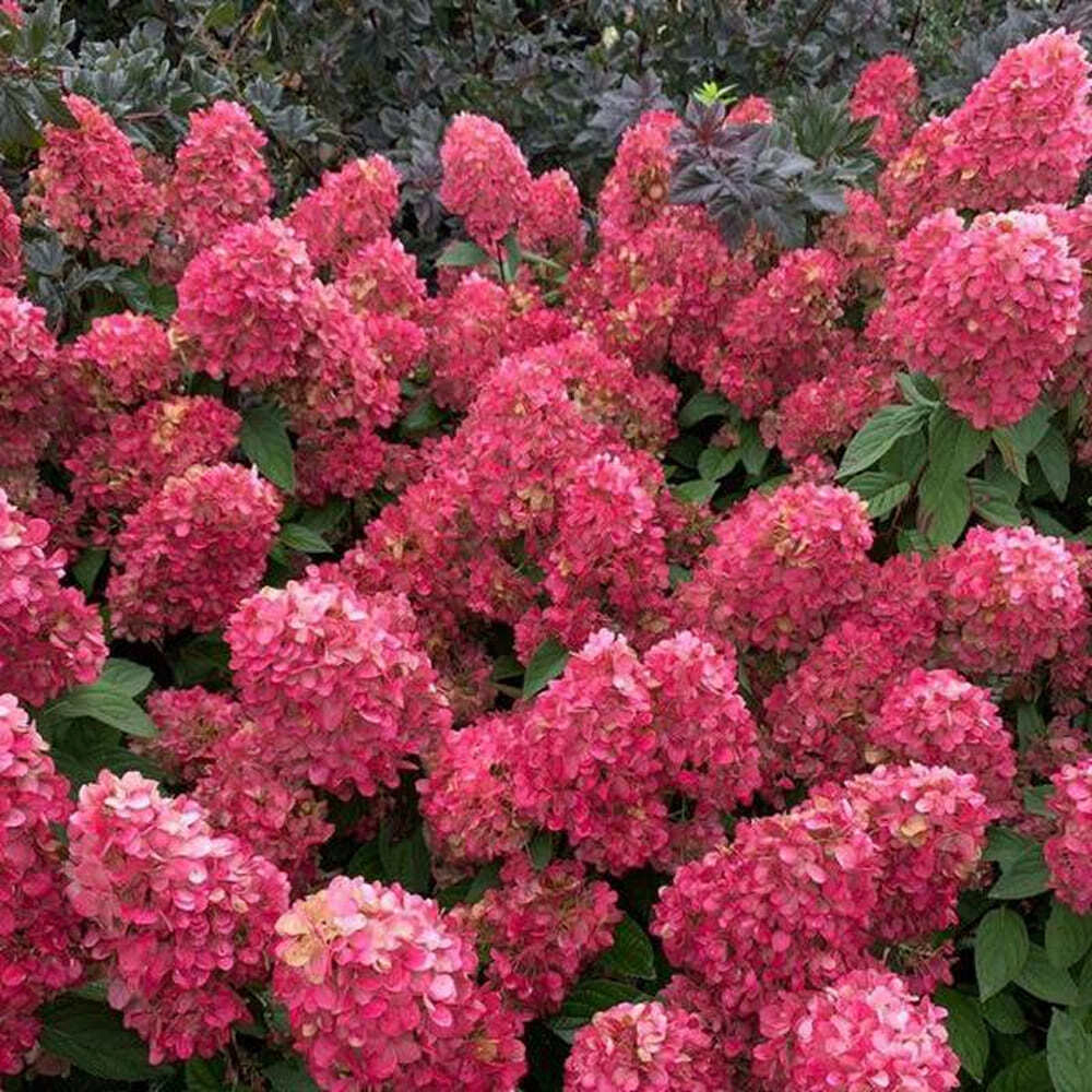 Гортензия метельчатая Bonfire (C1, 2025)