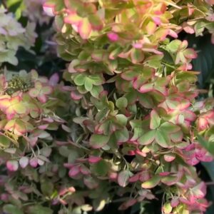 Гортензия метельчатая Metallica (C1, 2025)