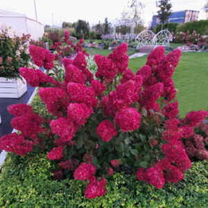 Гортензия метельчатая Самарская Лидия (P9, 2025)