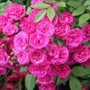 Роза Динки (P9, 2025)