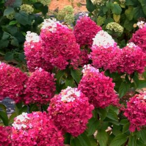 Гортензия метельчатая Strawberry Blossom (C2, 2025)