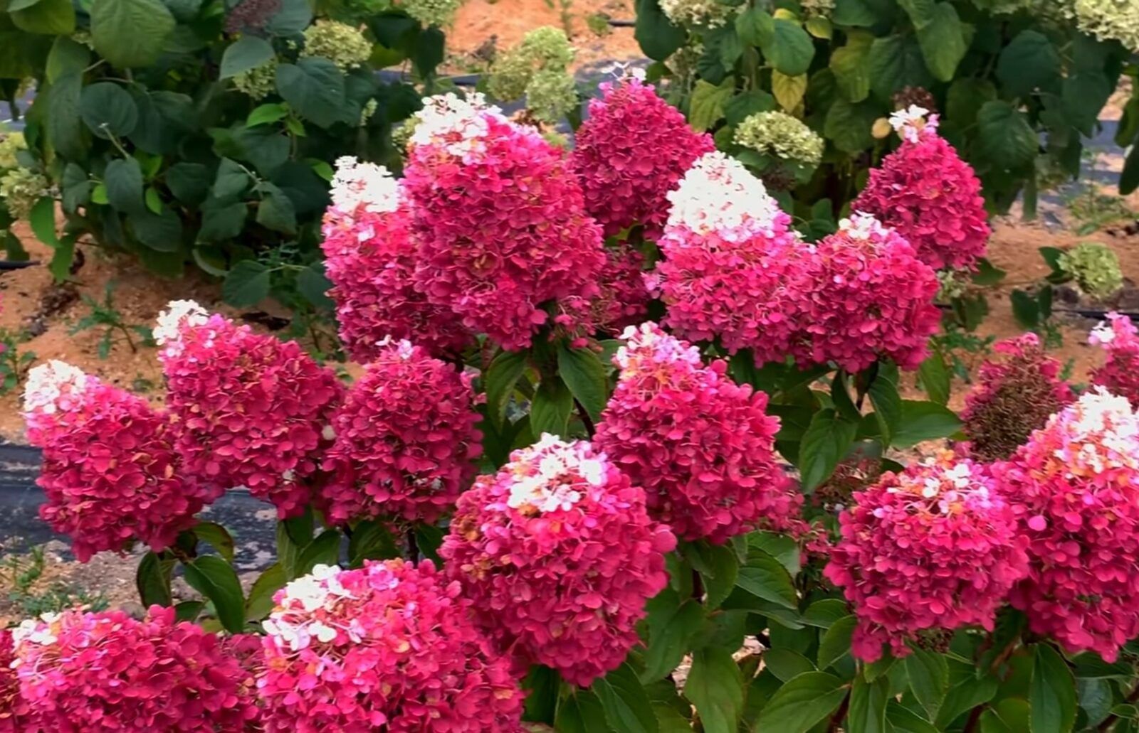 Гортензия метельчатая Strawberry Blossom (C2, 2025)
