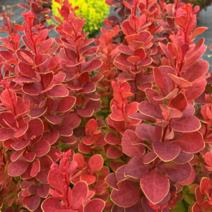 Барбарис Неон (P9, 2025)