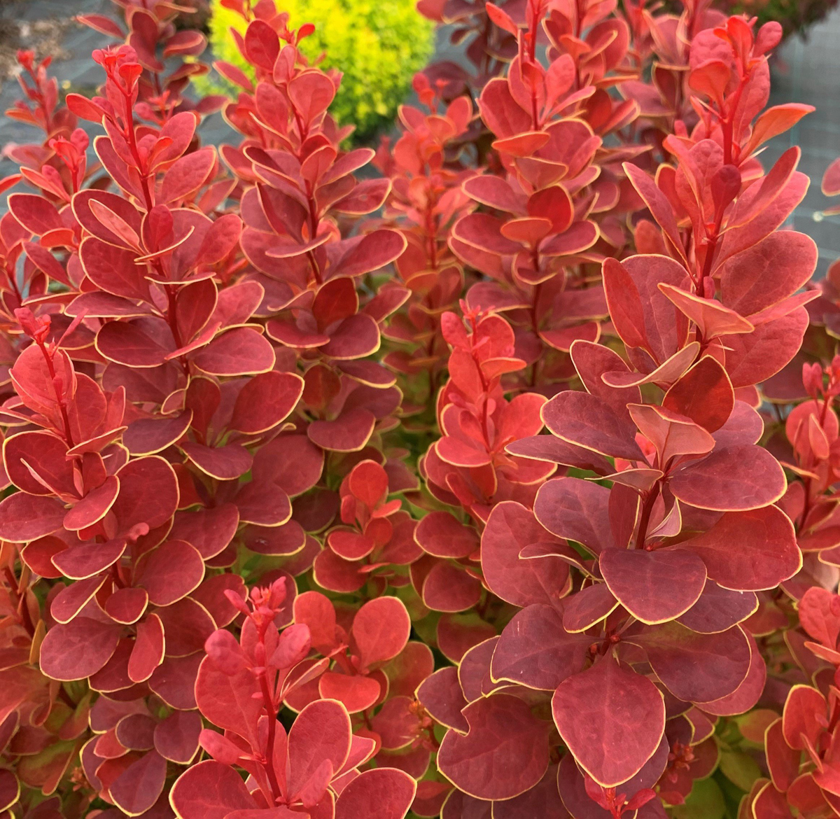 Барбарис Неон (P9, 2025)